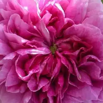 Trandafiri online - Roz - trandafir gallica - trandafir cu parfum discret - Rosa Président de Sèze - Mme. Hébert - ,-